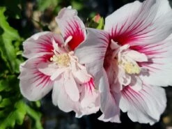 Altheastruik (Hibiscus Syriacus 'Starburst Chiffon') -DIRECTPLANT Winkel hibiscus stardust chiffon 1