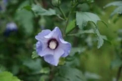 Altheastruik Op Stam (Hibiscus Syriacus 'Oiseau Blue') -DIRECTPLANT Winkel hibiscus syr oiseau bleu 2 1