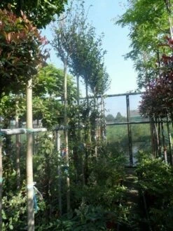 Altheastruik Als Boom (Hibiscus Syriacus 'Oiseau Blue') -DIRECTPLANT Winkel hibiscus syriacus in soorten 10 12ho cont