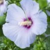 Altheastruik Op Stam (Hibiscus Syriacus 'Oiseau Blue') -DIRECTPLANT Winkel hibiscus syriacus oiseau bleu 1