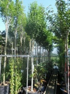 Altheastruik Als Boom (Hibiscus Syriacus 'Oiseau Blue') -DIRECTPLANT Winkel hibiscus syriacus oiseau bleu 12 14ho cont