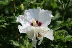 Altheastruik Op Stam (Hibiscus Syriacus 'Red Heart') -DIRECTPLANT Winkel hibiscus syriacus red heart