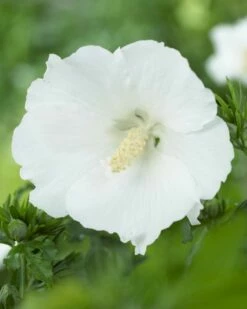 Altheastruik (Hibiscus Syriacus 'William R. Smith')