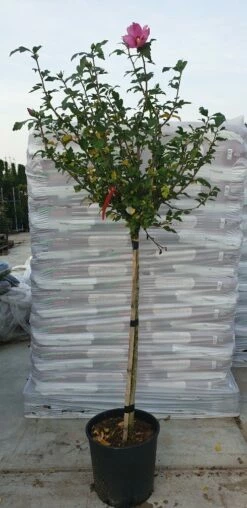 Altheastruik Op Stam (Hibiscus Syriacus 'Woodbridge') -DIRECTPLANT Winkel hibiscus woodbridge 1