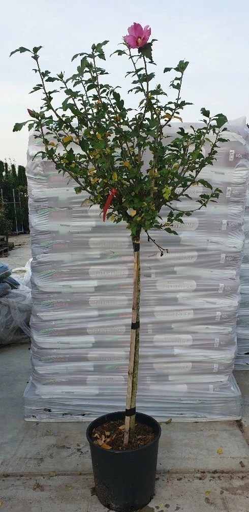 Altheastruik Op Stam (Hibiscus Syriacus 'Woodbridge') 5 Altheastruik Op Stam (Hibiscus Syriacus 'Woodbridge') - Afbeelding 3