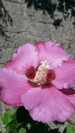 Altheastruik Op Stam (Hibiscus Syriacus 'Woodbridge') -DIRECTPLANT Winkel hibiscus woodbridge 1 1