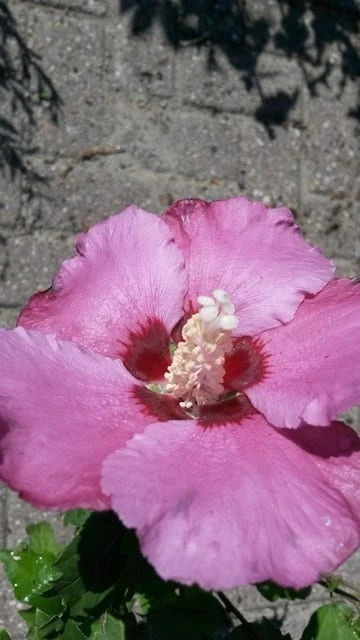 Altheastruik Op Stam (Hibiscus Syriacus 'Woodbridge') 4 Altheastruik Op Stam (Hibiscus Syriacus 'Woodbridge') - Afbeelding 2