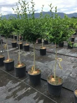 Altheastruik Als Halfstam (Hibiscus Syriacus 'Hamabo') -DIRECTPLANT Winkel hibiscushamabohalfstam03