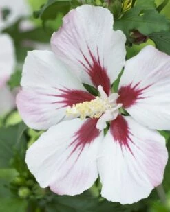 Altheastruik Als Halfstam (Hibiscus Syriacus 'Hamabo') -DIRECTPLANT Winkel hibiscushambabov01