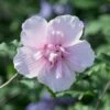 Altheastruik (Hibiscus Syriacus 'Pink Chiffon') -DIRECTPLANT Winkel hibiscuspinkchiffon01 1