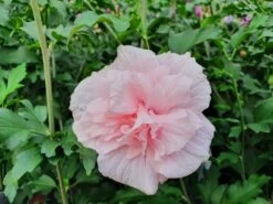 Altheastruik (Hibiscus Syriacus 'Pink Chiffon') -DIRECTPLANT Winkel hibiscuspinkchiffon01