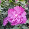 Altheastruik (Hibiscus Syriacus 'Purple Ruffles') -DIRECTPLANT Winkel hibiscuspurpleruffles01 1 1