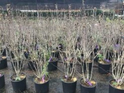 Altheastruik (Hibiscus Syriacus 'Purple Ruffles') -DIRECTPLANT Winkel hibiscuspurpleruffles02 1