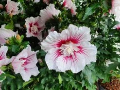 Altheastruik (Hibiscus Syriacus 'Starburst Chiffon') -DIRECTPLANT Winkel hibiscusstarburstchiffon01