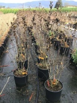 Altheastruik (Hibiscus Syriacus 'Starburst Chiffon') -DIRECTPLANT Winkel hibiscusstarburstchiffon02