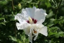 Altheastruik Als Boom (Hibiscus Syriacus 'Red Heart') -DIRECTPLANT Winkel hibiscussyriacus redheart03b 1