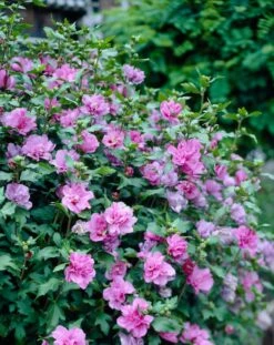 Altheastruik (Hibiscus Syriacus 'Purple Ruffles') -DIRECTPLANT Winkel hibisucsrozepaarsdubbel01 3