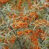 Duindoorn (Hippophae Rhamnoides) -DIRECTPLANT Winkel hippophae rhamnoides 2