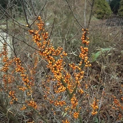 Duindoorn (Hippophae Rhamnoides) 4 Duindoorn (Hippophae Rhamnoides) - Afbeelding 2