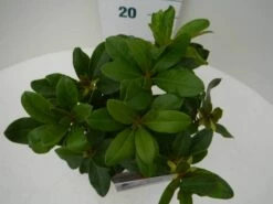 Rhododendron (Rhododendron 'Horizon Monarch') -DIRECTPLANT Winkel hor. monarch c2 boven