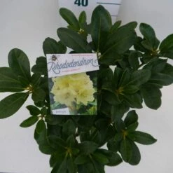 Rhododendron (Rhododendron 'Horizon Monarch') -DIRECTPLANT Winkel hor. monarch c5 boven