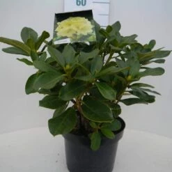 Rhododendron (Rhododendron 'Horizon Monarch') -DIRECTPLANT Winkel hor. monarch c5 voor