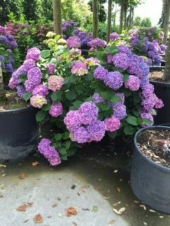 Hortensia (Hydrangea 'Endless Summer' Blauw) -DIRECTPLANT Winkel hortensia blauw c50