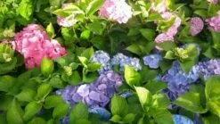 Hortensia (Hydrangea 'Endless Summer' Blauw) 11 Hortensia (Hydrangea 'Endless Summer' Blauw) -DIRECTPLANT Winkel hortensia endless summer 1