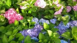Hortensia (Hydrangea 'Endless Summer' Blauw) 14 Hortensia (Hydrangea 'Endless Summer' Blauw) -DIRECTPLANT Winkel hortensia endless summer 1 1