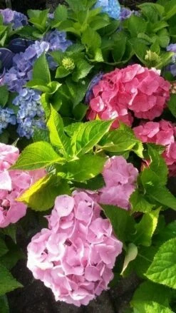 Hortensia (Hydrangea 'Endless Summer' Roze) -DIRECTPLANT Winkel hortensia endless summer 2