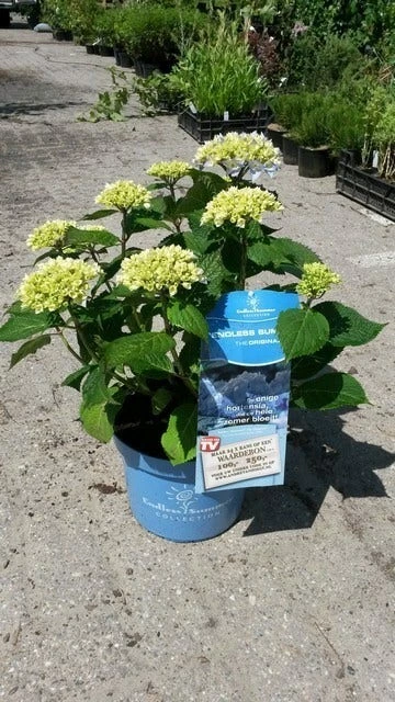 Hortensia (Hydrangea 'Endless Summer' Blauw) 7 Hortensia (Hydrangea 'Endless Summer' Blauw) - Afbeelding 5