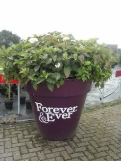 Hortensia Blauw (Hydrangea 'Forever&Ever') -DIRECTPLANT Winkel hortensia forever ever 1