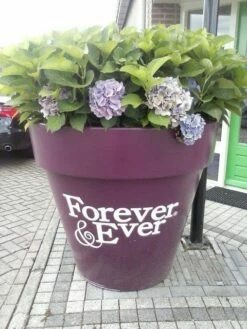 Hortensia Blauw (Hydrangea 'Forever&Ever') -DIRECTPLANT Winkel hortensia forever ever 2