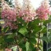 Pluimhortensia Op Stam (Hydrangea Paniculata 'Pinky Winky') -DIRECTPLANT Winkel hortensia p. pinky winky op stam 2