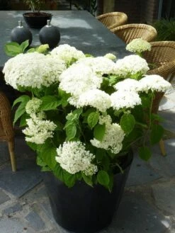 Hortensia (Hydrangea 'Strong Annabelle') -DIRECTPLANT Winkel hydrangea arb incrediball