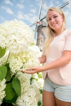 Hortensia (Hydrangea 'Strong Annabelle') -DIRECTPLANT Winkel hydrangea arbo. strong annabelle 1