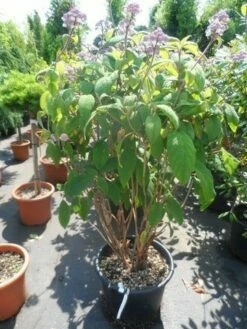 Fluweelhortensia (Hydrangea Aspera 'Macrophylla') -DIRECTPLANT Winkel hydrangea aspera macrophylla 125 150 175 c50