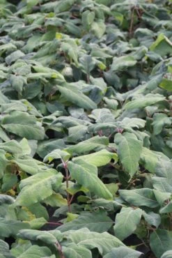 Fluweelhortensia (Hydrangea Aspera 'Macrophylla') -DIRECTPLANT Winkel hydrangea aspera macrophylla 1