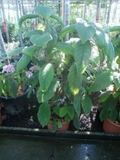 Fluweelhortensia (Hydrangea Aspera 'Sargentiana') -DIRECTPLANT Winkel hydrangea aspera sargentiana 60 80 100 c15