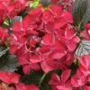 Hortensia (Hydrangea Black Diamonds Dark Angel) -DIRECTPLANT Winkel hydrangea black diamonds dark angel 2