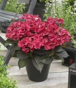 Hortensia (Hydrangea Black Diamonds Dark Angel) -DIRECTPLANT Winkel hydrangea black diamonds dark angel 2