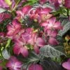 Hortensia (Hydrangea Black Diamonds Dark Angel Purple) -DIRECTPLANT Winkel hydrangea black diamonds dark angel purple 2 2
