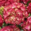 Hortensia (Hydrangea Black Diamonds Red Angel) -DIRECTPLANT Winkel hydrangea black diamonds red angel 2 1
