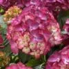 Hortensia (Hydrangea Black Diamonds Red Angel Purple) -DIRECTPLANT Winkel hydrangea black diamonds red angel purple 2 1