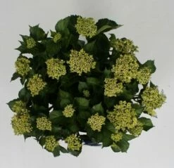 Hortensia Blue Ballad (Hydrangea 'Music Collection') -DIRECTPLANT Winkel hydrangea blue ballad c5 4