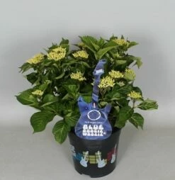 Hortensia Blue Boogiewoogie (Hydrangea 'Music Collection') -DIRECTPLANT Winkel hydrangea blue boogiewoogie 3 1 1