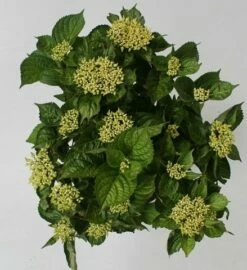 Hortensia Blue Boogiewoogie (Hydrangea 'Music Collection') -DIRECTPLANT Winkel hydrangea blue boogiewoogie 4 1 2