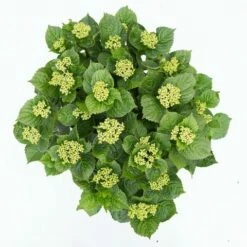 Hortensia Deep Purple Dance (Hydrangea 'Music Collection') 11 Hortensia Deep Purple Dance (Hydrangea 'Music Collection') -DIRECTPLANT Winkel hydrangea deep purple dance c5 3 1