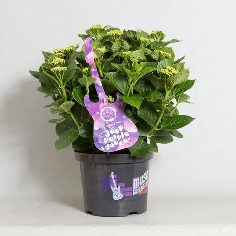 Hortensia Deep Purple Dance (Hydrangea 'Music Collection') 6 Hortensia Deep Purple Dance (Hydrangea 'Music Collection') - Afbeelding 4