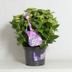 Hortensia Deep Purple Dance (Hydrangea 'Music Collection') -DIRECTPLANT Winkel hydrangea deep purple dance c5 4